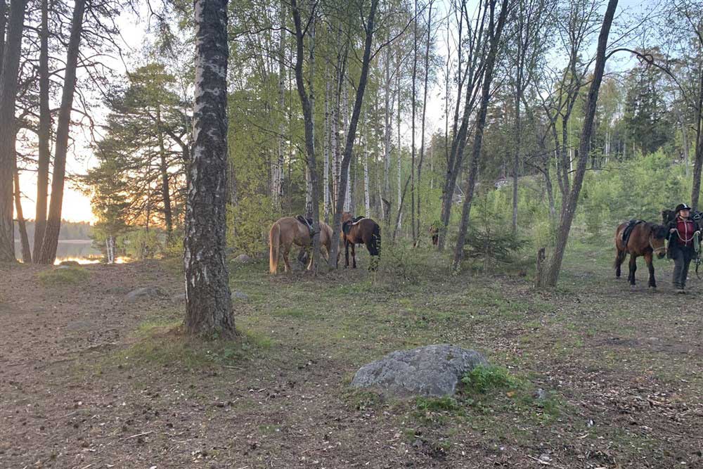 barn som rider hästarna